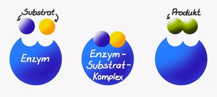 Aufgefrischt Biochemisches Grundwissen Enzyme Katalysatoren Des aufgefrischt-biochemisches-grundwissen-enzyme-katalysatoren-des